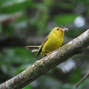 Wilson’s Warbler (Cardellina pusilla)