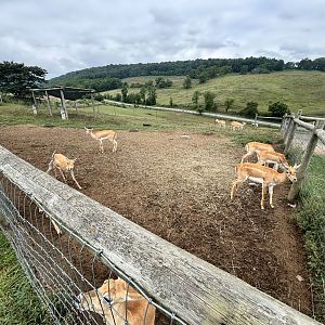 Fort Chiswell Animal Park- Blackbuck Exhibit