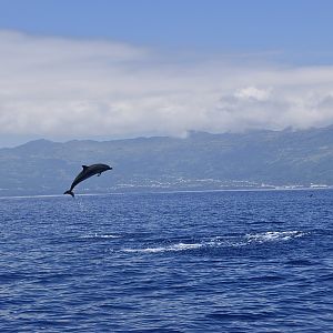 Atlantic Spotted Dolphin (Stenella frontalis) breaching in front of Pico Island