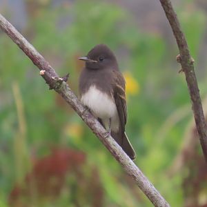 Black Phoebe (Sayornis nigricans)