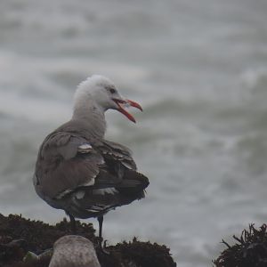 Heerman’s Gull (Larus heermanni)