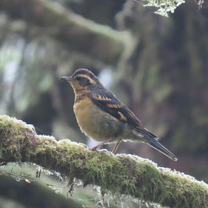 Varied Thrush (Ixoreus naevius)