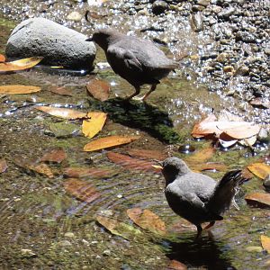 American Dipper (Cinclus mexicanus)