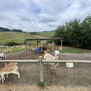 Fort Chiswell Animal Park- Llama/European Fallow Deer/Blackbuck exhibit