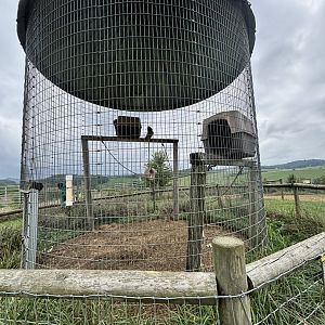 Fort Chiswell Animal Park- Grivet/Tufted Capuchin exhibit