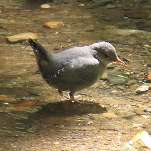 American Dipper (Cinclus mexicanus)