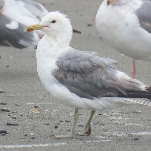 California Gull (Larus californicus)