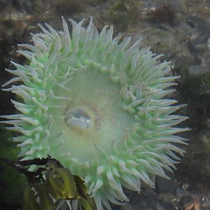 Giant Green Anemone (Anthopleura xanthogrammica)