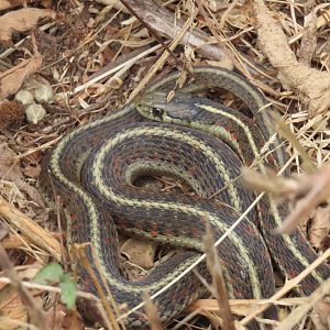Western Terrestrial Garter Snake (Thamnophis elegans)