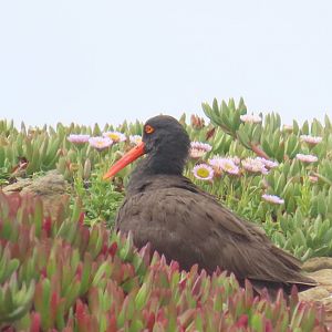 Black Oystercatcher (Haematopus bachmani)
