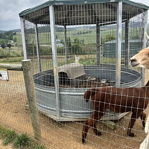 Fort Chiswell Animal Park- African Crested Porcupine exhibit