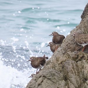 Black Turnstone (Arenaria melanocephala)