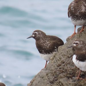 Black Turnstone (Arenaria melanocephala)