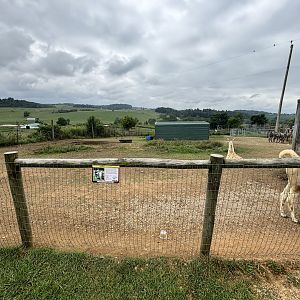 Fort Chiswell Animal Park- Llama/Alpaca/Goat exhibit