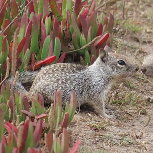 Douglas’ Ground Squirrel (Otospermophilus douglasii)