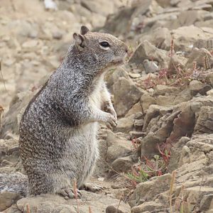 Douglas’ Ground Squirrel (Otospermophilus douglasii)