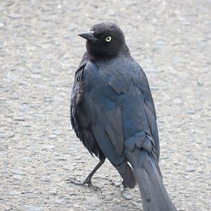 Brewer’s Blackbird (Euphagus cyanocephalus)