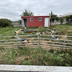 Fort Chiswell Animal Park- Grey Crowned Crane exhibit