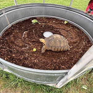 Fort Chiswell Animal Park- African Spurred Tortoise exhibit