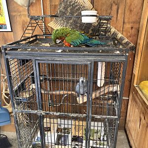 Fort Chiswell Animal Park- Parrot displays