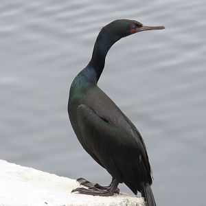 Pelagic Cormorant (Urile pelagicus)