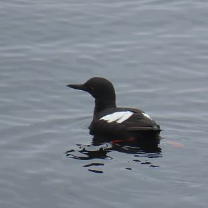Pigeon Guillemot (Cepphus columba)