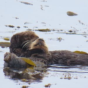 Southern Sea Otters (Enhydra lutris nereis)