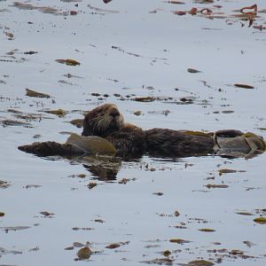 Southern Sea Otters (Enhydra lutris nereis)
