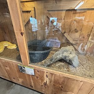 Fort Chiswell Animal Park- Burmese Python exhibit
