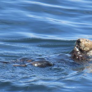 Southern Sea Otter (Enhydra lutris nereis)