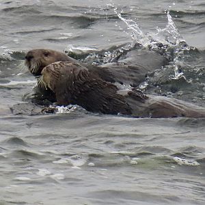 Southern Sea Otters (Enhydra lutris nereis)