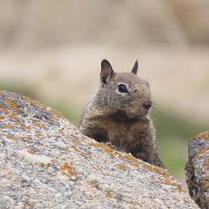 California Ground Squirrel (Otospermophilus beecheyi)