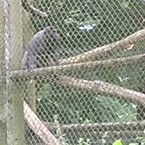 Offshow Heck's macaque? 7/8/25