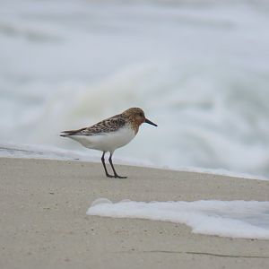Sanderling (Calidris alba)
