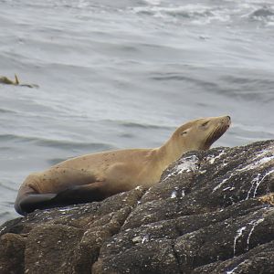 California Sea Lion (Zalophus californianus)