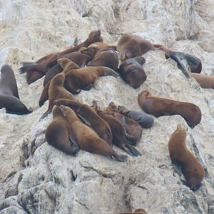 California Sea Lions (Zalophus californianus)