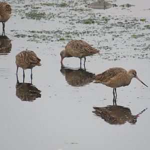 Marbled Godwits (Limosa fedoa)