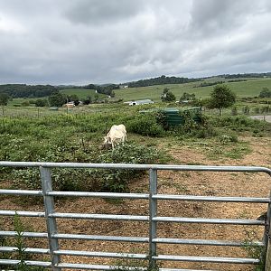Fort Chiswell Animal Park- Scimitar Horned Oyrx