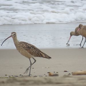 Long-billed Curlew (Numenius americanus) & Marbled Godwits (Limosa fedoa)