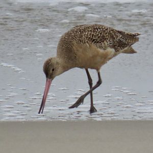 Marbled Godwit (Limosa fedoa)