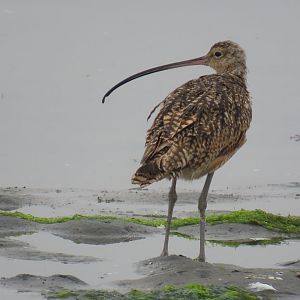 Long-billed Curlew (Numenius americanus)
