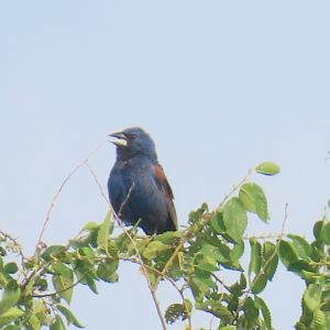 Blue Grosbeak (Passerina caerulea)