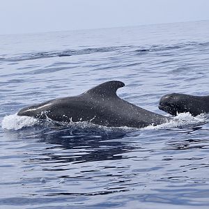 Short-Finned Pilot Whale (Globicephala macrorhynchus) with calf