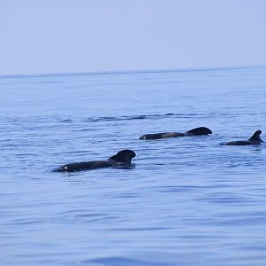 Short-Finned Pilot Whale (Globicephala macrorhynchus) pod surface resting