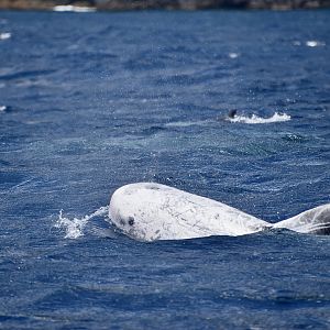 Risso's Dolphin (Grampus griseus) white from scarring