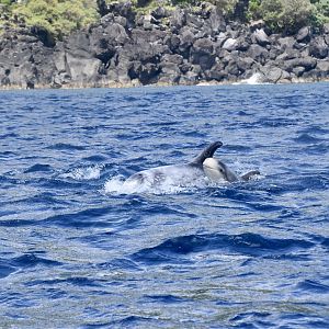 Risso's Dolphin (Grampus griseus) with newborn calf
