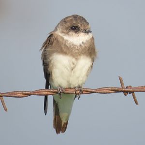 Bank Swallow (Riparia riparia)