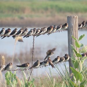 Bank Swallows (Riparia riparia) & Cliff Swallows (Petrochelidon pyrrhonota)