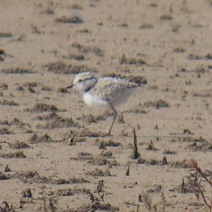 Snowy Plover (Anarhynchus nivosus)