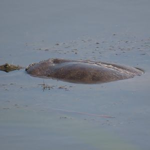 Spiny Softshell (Apalone spinifera)